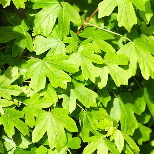 Field Maple Hedge Acer campestre Pack of 50 Bare Roots 60/90cm Field Maple Hedge Acer campestre Pack of 50 Bare Roots 60/90cm