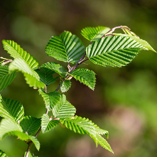 Hornbeam Hedge Carpinus betulus Pack of 25 Bare Root 60/90cm Hornbeam Hedge Carpinus betulus Pack of 25 Bare Root 60/90cm