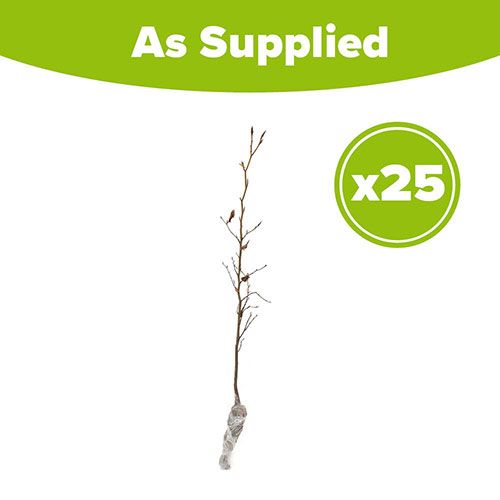 Hornbeam Hedge Carpinus betulus Pack of 25 Bare Root 60/90cm Hornbeam Hedge Carpinus betulus Pack of 25 Bare Root 60/90cm