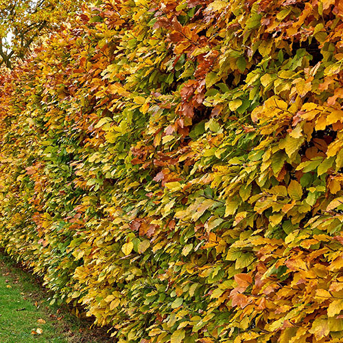 Hornbeam Hedge Carpinus betulus Pack of 25 Bare Roots 90/120cm Hornbeam Hedge Carpinus betulus Pack of 25 Bare Roots 90/120cm