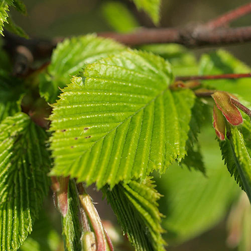 Hornbeam Hedge Carpinus betulus Pack of 25 Bare Roots 90/120cm Hornbeam Hedge Carpinus betulus Pack of 25 Bare Roots 90/120cm