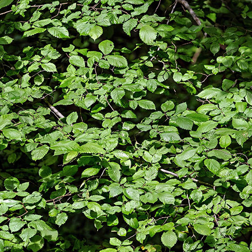 Hazel Hedge Corylus avellana Pack of 25 Bare Roots 60/90cm Hazel Hedge Corylus avellana Pack of 25 Bare Roots 60/90cm