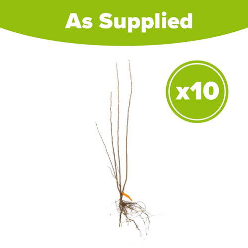 Hazel Hedge Corylus avellana Pack of 10 Bare Roots 90/120cm Hazel Hedge Corylus avellana Pack of 10 Bare Roots 90/120cm