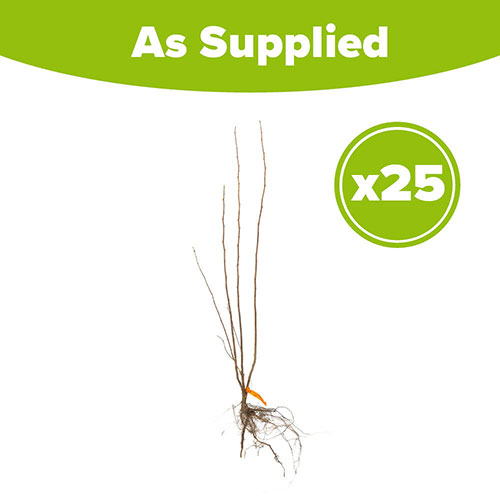 Hazel Hedge Corylus avellana Pack of 25 Bare Roots 90/120cm Hazel Hedge Corylus avellana Pack of 25 Bare Roots 90/120cm