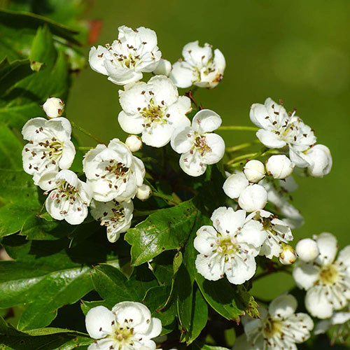 Hawthorn Hedge Crataegus monogyna Pack of 10 Bare Roots 60/90cm Hawthorn Hedge Crataegus monogyna Pack of 10 Bare Roots 60/90cm