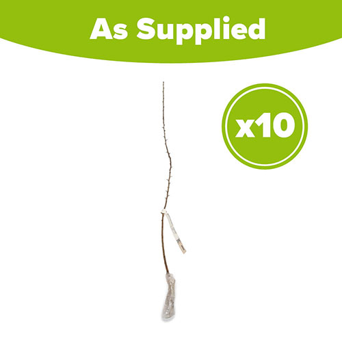 Hawthorn Hedge Crataegus monogyna Pack of 10 Bare Roots 60/90cm Hawthorn Hedge Crataegus monogyna Pack of 10 Bare Roots 60/90cm