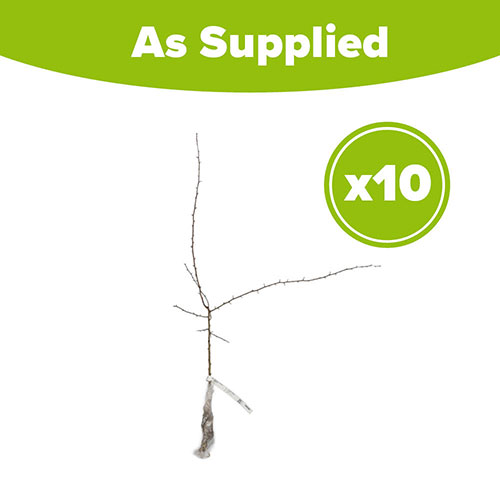 Hawthorn Hedge Crataegus monogyna Pack of 10 Bare Roots 90/120cm Hawthorn Hedge Crataegus monogyna Pack of 10 Bare Roots 90/120cm
