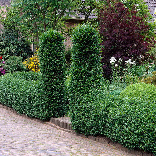 Privet Hedging Ligustrum ovalifolium 60/90cm Privet Hedging Ligustrum ovalifolium 60/90cm