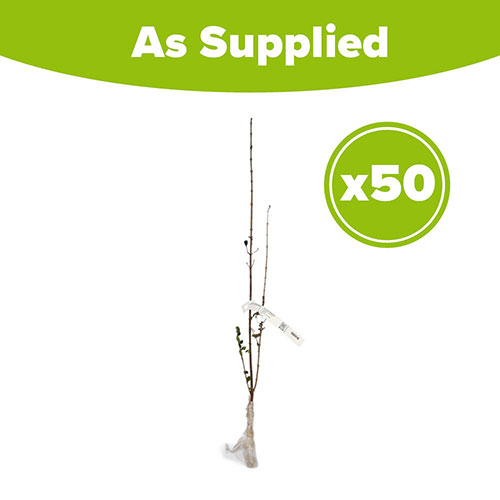 Privet Hedging Ligustrum ovalifolium Pack of 50 Bare Roots 60/90cm Privet Hedging Ligustrum ovalifolium Pack of 50 Bare Roots 60/90cm