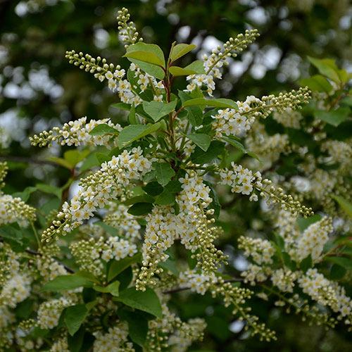 Bird Cherry Hedge Prunus padus Pack of 10 Bare Roots 90/120cm Bird Cherry Hedge Prunus padus Pack of 10 Bare Roots 90/120cm
