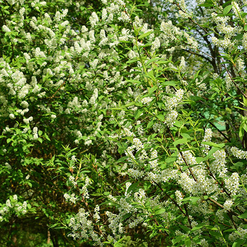 Bird Cherry Hedge Prunus padus Pack of 50 Bare Roots 90/120cm Bird Cherry Hedge Prunus padus Pack of 50 Bare Roots 90/120cm