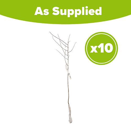 Blackthorn Hedge Prunus spinosa Pack of 10 Bare Roots 60/90cm Blackthorn Hedge Prunus spinosa Pack of 10 Bare Roots 60/90cm