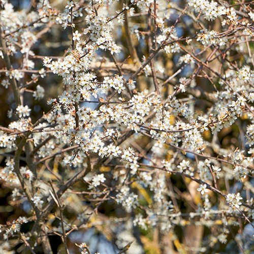 Blackthorn Hedge Prunus spinosa Pack of 25 Bare Roots 60/90cm Blackthorn Hedge Prunus spinosa Pack of 25 Bare Roots 60/90cm