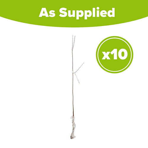 Blackthorn Hedge Prunus spinosa Pack of 10 Bare Roots 90/120cm Blackthorn Hedge Prunus spinosa Pack of 10 Bare Roots 90/120cm