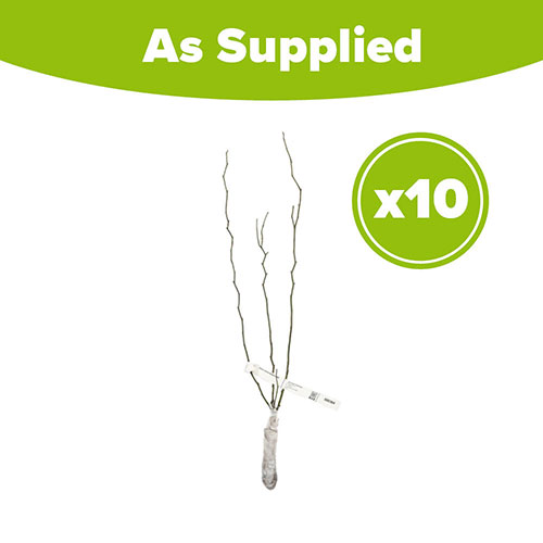 Dog Rose Hedge Rosa canina Pack of 10 Bare Roots 60/90cm Dog Rose Hedge Rosa canina Pack of 10 Bare Roots 60/90cm