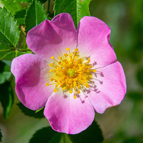 Dog Rose Hedge Rosa canina Pack of 25 Bare Roots 60/90cm Dog Rose Hedge Rosa canina Pack of 25 Bare Roots 60/90cm