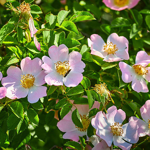 Dog Rose Hedge Rosa canina Pack of 50 Bare Roots 60/90cm Dog Rose Hedge Rosa canina Pack of 50 Bare Roots 60/90cm