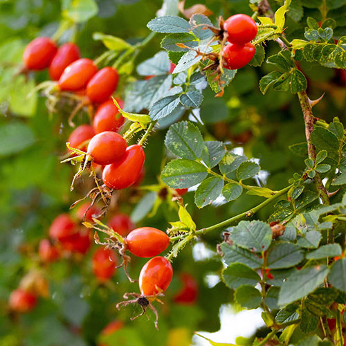 Dog Rose Hedge Rosa canina Pack of 50 Bare Roots 60/90cm Dog Rose Hedge Rosa canina Pack of 50 Bare Roots 60/90cm
