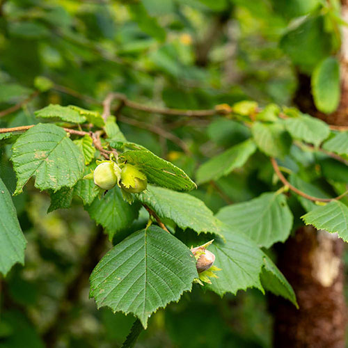 Mixed Native Hedging Collection 40/60cm Mixed Native Hedging Collection 40/60cm