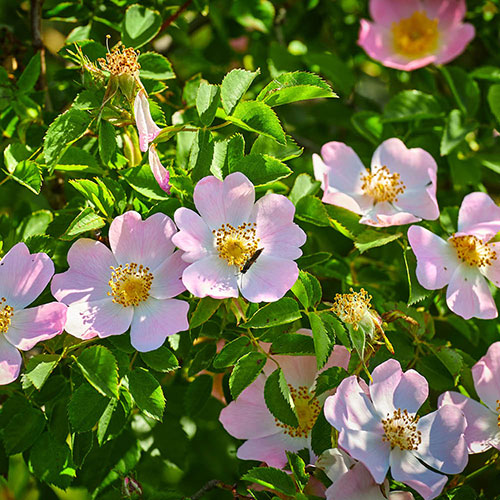 Mixed Native Hedging Collection 40/60cm Mixed Native Hedging Collection 40/60cm