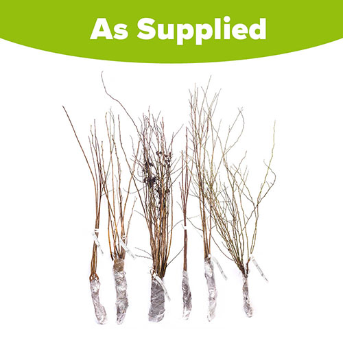 Mixed Native Hedging Collection 40/60cm Mixed Native Hedging Collection 40/60cm