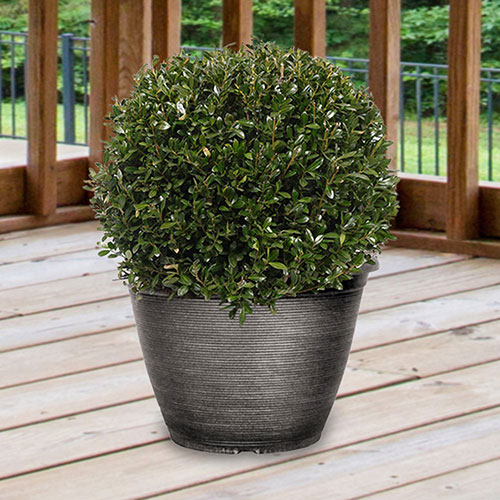 Ilex crenata Japanese Holly Topiary Ball Ilex crenata Japanese Holly Topiary Ball