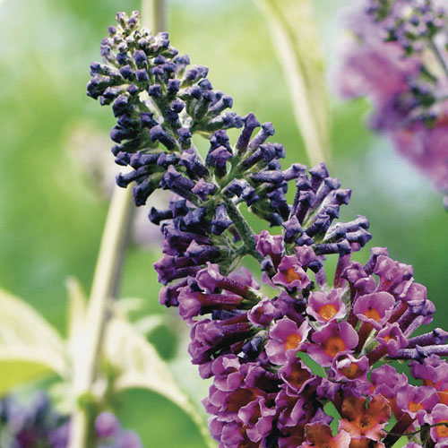 Buddleia Flower Power Buddleia Flower Power