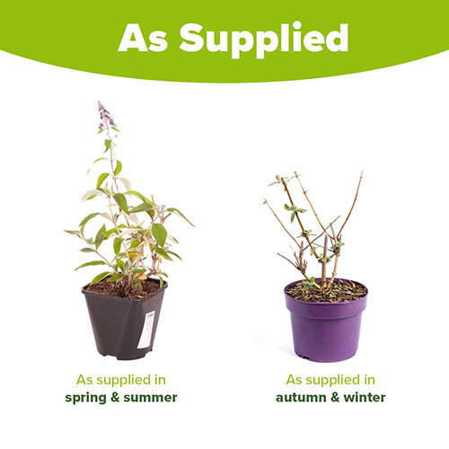 Buddleia Flower Power Buddleia Flower Power