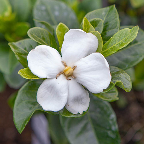 Gardenia Kleims Hardy Gardenia Kleims Hardy