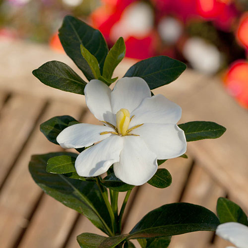 Gardenia Kleims Hardy Gardenia Kleims Hardy