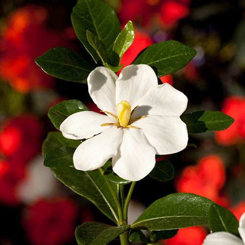 Gardenia Kleims Hardy Gardenia Kleims Hardy