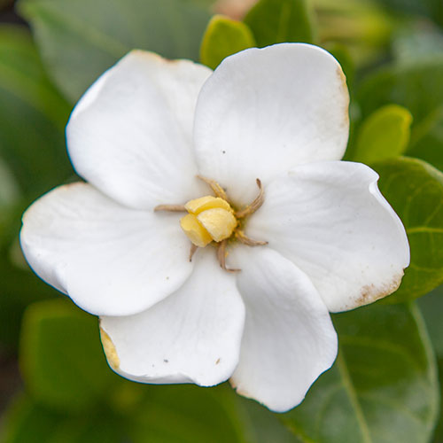 Gardenia Kleims Hardy Gardenia Kleims Hardy