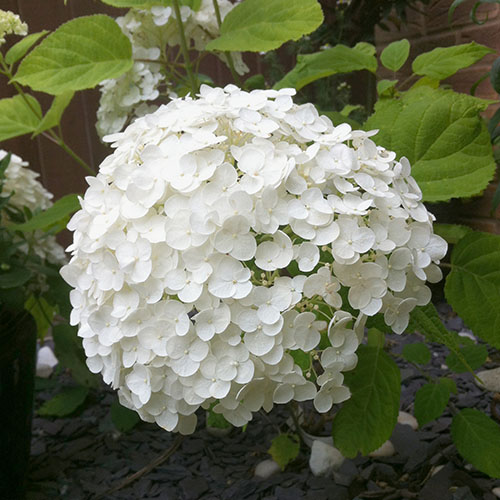 Tree Hydrangea Incrediball Tree Hydrangea Incrediball
