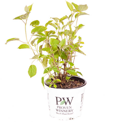 Tree Hydrangea Incrediball Tree Hydrangea Incrediball