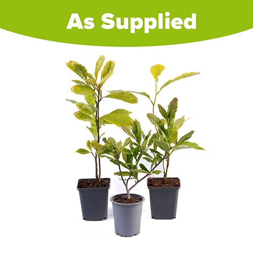 Fragrant Magnolia Collection Fragrant Magnolia Collection