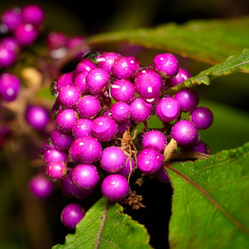 Callicarpa Profusion Beautyberry Callicarpa Profusion Beautyberry