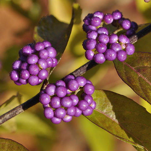 Callicarpa Profusion Beautyberry Callicarpa Profusion Beautyberry