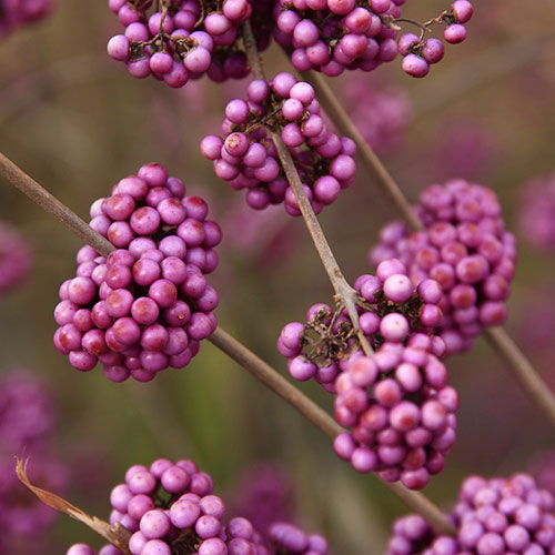 Callicarpa Profusion Beautyberry Callicarpa Profusion Beautyberry