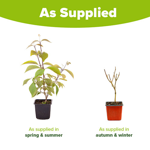 Callicarpa Profusion Beautyberry Callicarpa Profusion Beautyberry