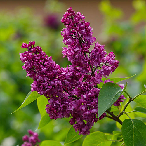 Fragrant Lilac Charles Joly