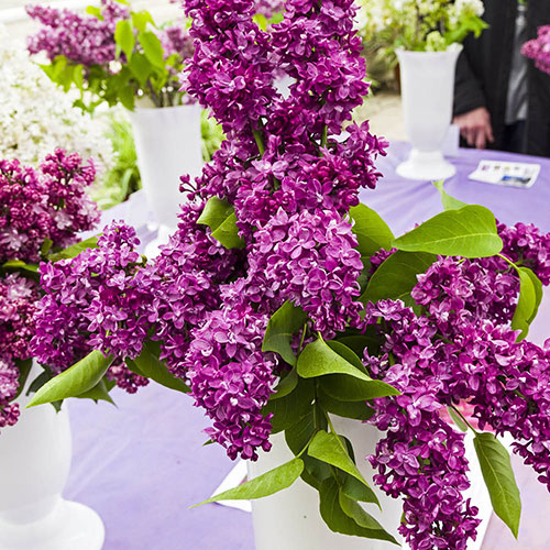 Fragrant Lilac Charles Joly Fragrant Lilac Charles Joly