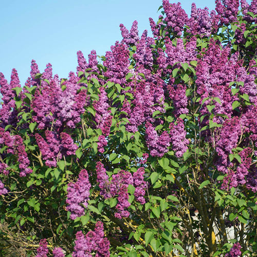 Fragrant Lilac Charles Joly Fragrant Lilac Charles Joly