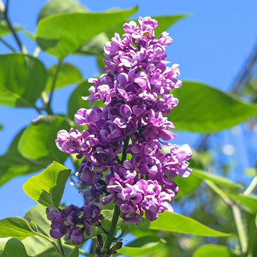 Fragrant Lilac Charles Joly Fragrant Lilac Charles Joly
