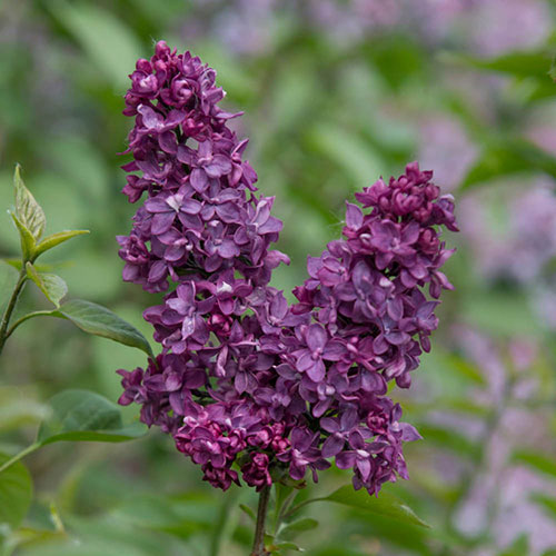 Fragrant Lilac Charles Joly Fragrant Lilac Charles Joly