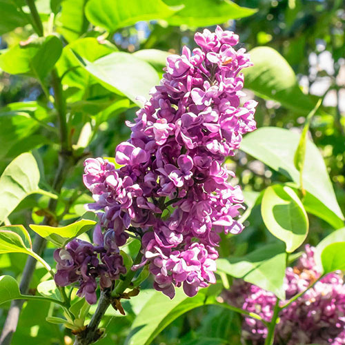 Fragrant Lilac Charles Joly Fragrant Lilac Charles Joly