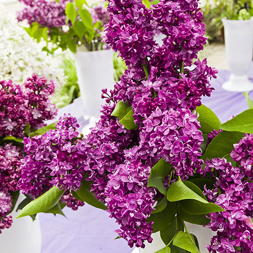 Fragrant French Lilac Collection Fragrant French Lilac Collection