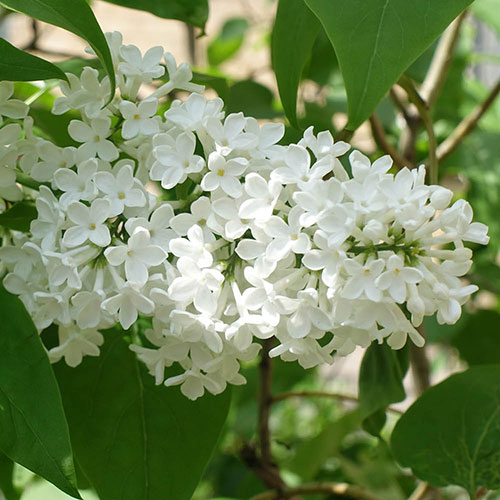 Fragrant French Lilac Collection Fragrant French Lilac Collection