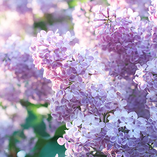 Fragrant French Lilac Collection Fragrant French Lilac Collection