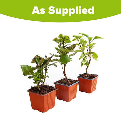 Fragrant French Lilac Collection Fragrant French Lilac Collection