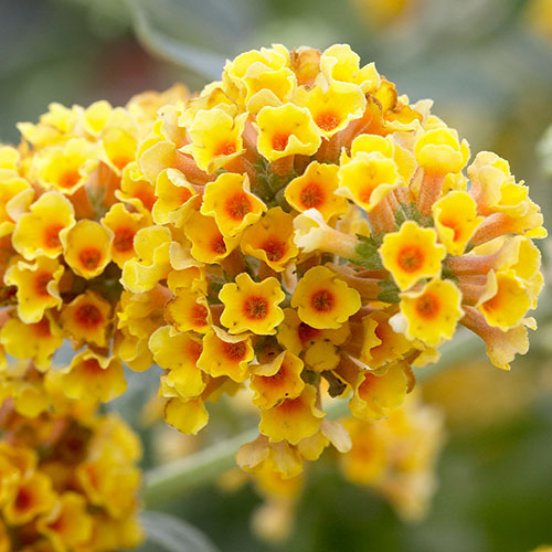 Buddleia Sungold